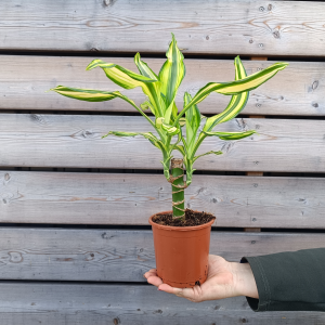 Dracaena fragrans (Dracena) ‘YELLOW COAST’ - kont. C1L, výška 30-40 cm